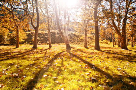 Sunny autumn park with yellow leaves on the ground, sunlight through the branches.の写真素材