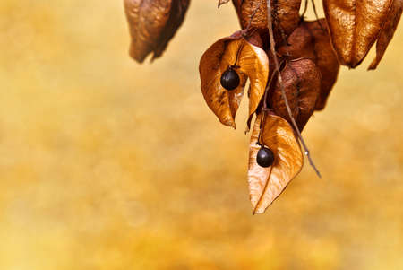 Dried wild fruits as warm autumn background