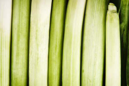 Fresh leek as abstract natural green backgroundの写真素材