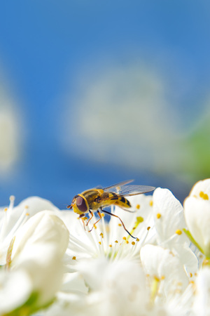 Bee tcollecting pollen from whitepear blossoming flowers. Spring season.の写真素材