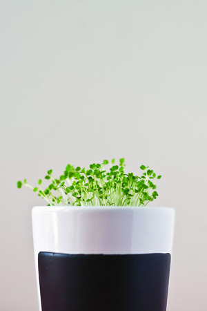 Arugula or eruca sativa offspring growing indoors, close up short with selective focus.の写真素材