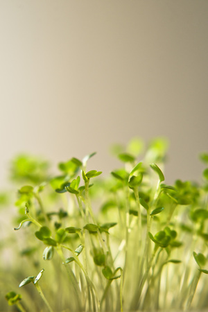 Arugula or eruca sativa offspring growing indoors, close up short with selective focus.の写真素材