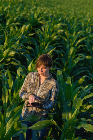 Female agronomist with tablet computer in agricultural cultivated corn field.の写真素材