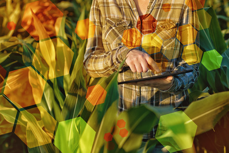 GMO science in corn field  female agronomist using tablet computer and software for genetic...