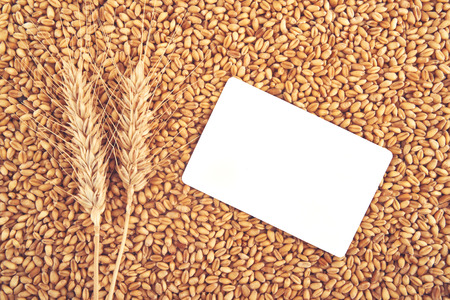 Wheat grains and ears and blank business card as agricultural background for harvesting seasonの写真素材