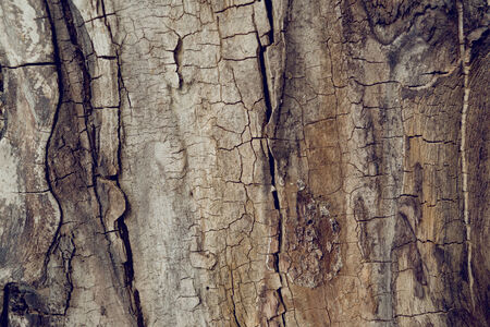 Old wallnut tree trunk detail texture as natural background.の写真素材