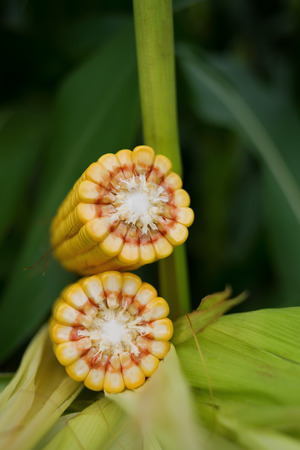 Corn Maize Cob with ripe yellow seed on stalk of corn plant in cultivated agricultural field