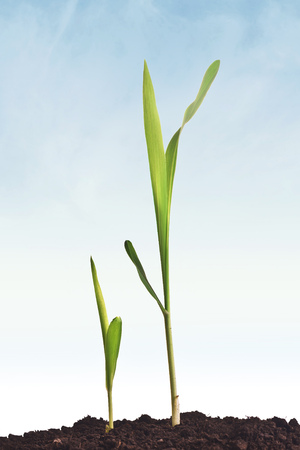 Young corn plant sprouts growing from the ground. Agricultural cultivated growth.の写真素材