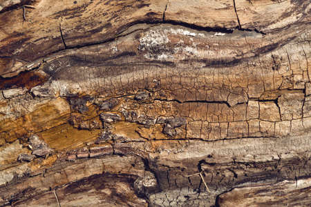 Old walnut tree trunk detail texture as natural background.