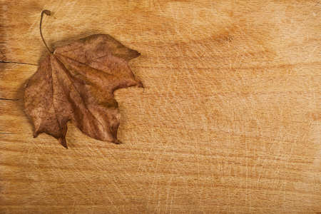 Dry Maple Autumn Leaf on Seamless Wood Textured Background with Copy Spaceの写真素材