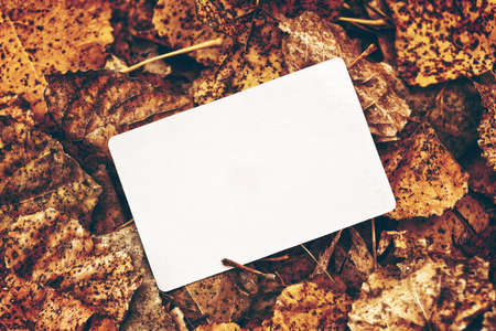 Old blank business card with rounded corners on dry autumn leaves background, toned image.の写真素材
