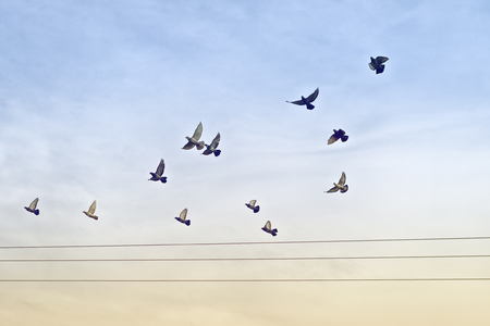 Flock of Pigeons flying over Power wires.