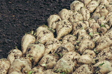 Harvested sugar beet crop root pile on the ground, selective focus