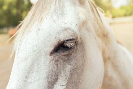 Beautiful white horse's eye close up, selective focusの写真素材