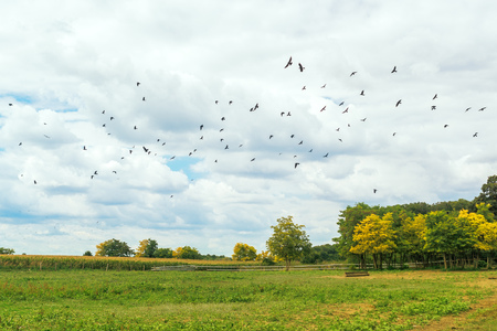 Flock of birds flying over empty field on bright sunny summer dayの写真素材