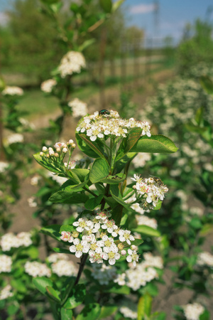 Blossom of Aronia melanocarpa branches in fruit orchard