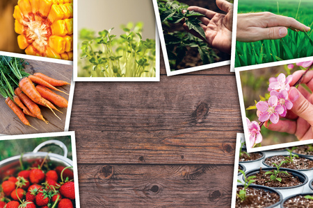 Agriculture photo collage on wooden background as copy spaceの写真素材
