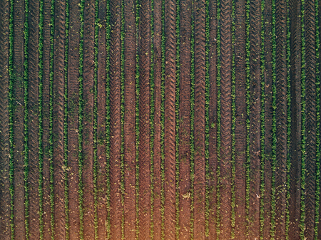 Aerial view of cultivated agricultural soybean field, drone pov top viewの写真素材