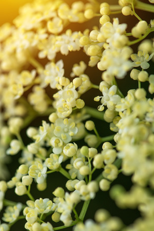 Blooming elder bush, close up, selective focusの写真素材