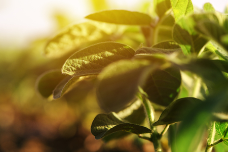 Young soybean plants growing in cultivated field, selective focusの写真素材