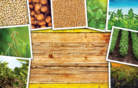 Soy bean farming in agriculture photo collage on wooden background as copy spaceの写真素材