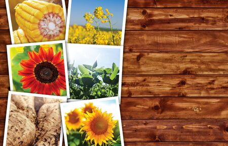 Agricultural crops photo collage on wooden background as copy spaceの写真素材