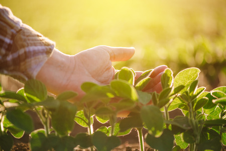 Close up of female farmer hand examining soybean plant leaf in cultivated agricultural field, agriculture and crop protectionの写真素材