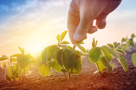 Farmer working in soybean field in morning, hand holding leaf of cultivated plantの写真素材
