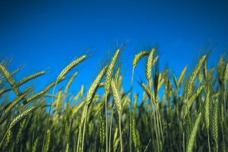 Beautiful barley cereal crop field against blue skyの写真素材