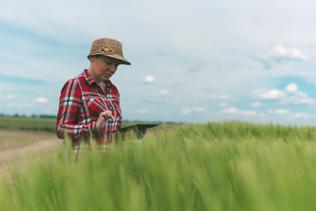 Using tablet in agricultural production, female farmer in wheat crops field with modern electronicsの写真素材