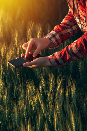 Agronomist using smart phone app to analyze crop development, female hands with mobile phone in cultivated wheat fieldの写真素材