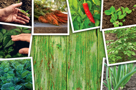 Vegetable gardening and growth, photo collage on wooden background as copy spaceの写真素材