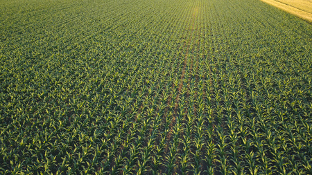 Corn field from drone point of view, cultivated maize crops