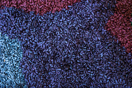 Sunflower seed ready for sowing in field, texture of colorful chemically treated seed for crop protection purposesの写真素材