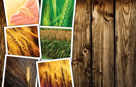 Cereal plant farming in agriculture photo collage, collection of photos depicting growth and harvesting of cerealsの写真素材