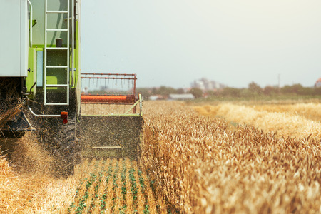 Combine harvester machine harvesting ripe wheat crops in cultivated agricultural field, selective...
