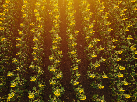 Aerial view of sunflower field in summer sunset, cultivated agricultural crops from drone point of viewの写真素材
