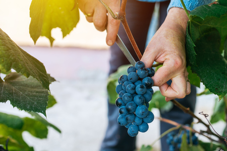 Female viticulturist harvesting grapes in grape yard, organic farmer and agronomist picking wine grapes, manual grape gathering, selective focusの写真素材