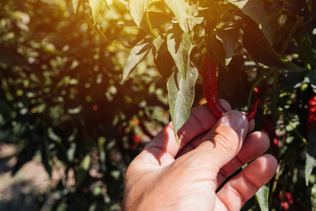 Farmer examining and picking ripe chili peppers grown in organic garden, male hand holding ripening vegetable produceの写真素材