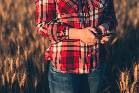 Female farmer standing in ripe wheat field and using mobile phone or smartphone appの写真素材