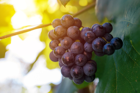 Ripe grapes in vineyard ready for harvesting or gatheringの写真素材