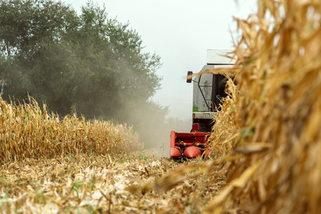Corn maize harvest, combine harvester working on ripe maize crop field, selective focusの写真素材