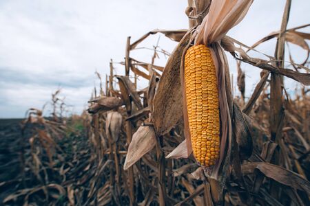 Ripe yellow ear of corn on the cob in cultivated agricultural field
