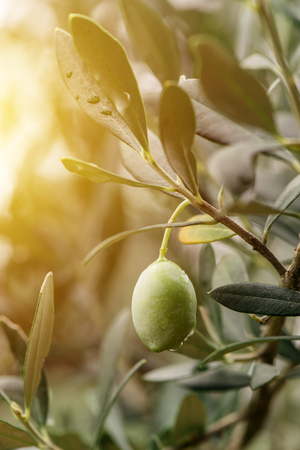 Ripe green olive fruit on branch of the tree cultivated in organic orchard in mediterranean regionの写真素材