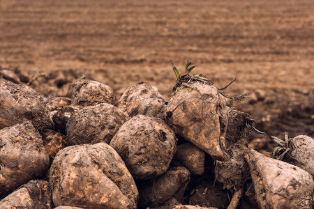 Sugar beet harvest. Pile of harvested agricultural root crop in the field. Selective focus.