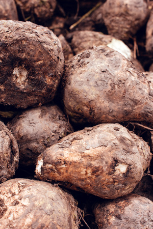 Sugar beet harvest. Pile of harvested agricultural root crop in the field. Selective focus.の写真素材