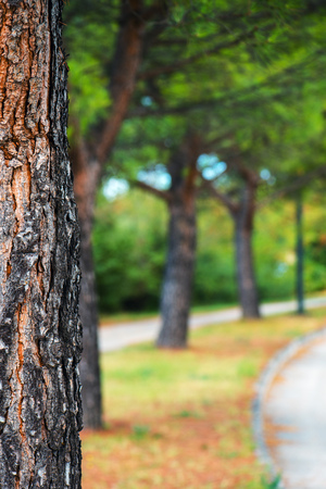 Park tree and defocused blur background, abstract summer and nature backdropの写真素材
