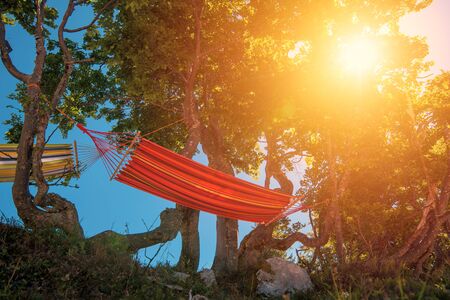 Hammocks on trees on sunny summer dayの写真素材