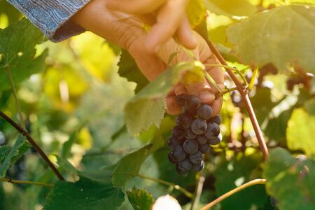 Female viticulturist harvesting grapes in grape yard, organic farmer and agronomist picking wine grapes, manual grape gathering, selective focusの写真素材