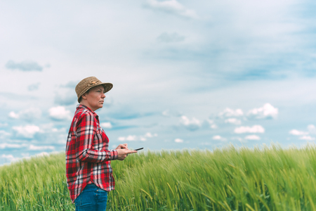 Farmer using digital tablet in wheat crop field, concept of responsible modern smart farming by using electronicsの写真素材